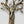 Baum Kunstwerk Eschenholz Leben