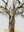 Baum Kunstwerk Eschenholz Leben